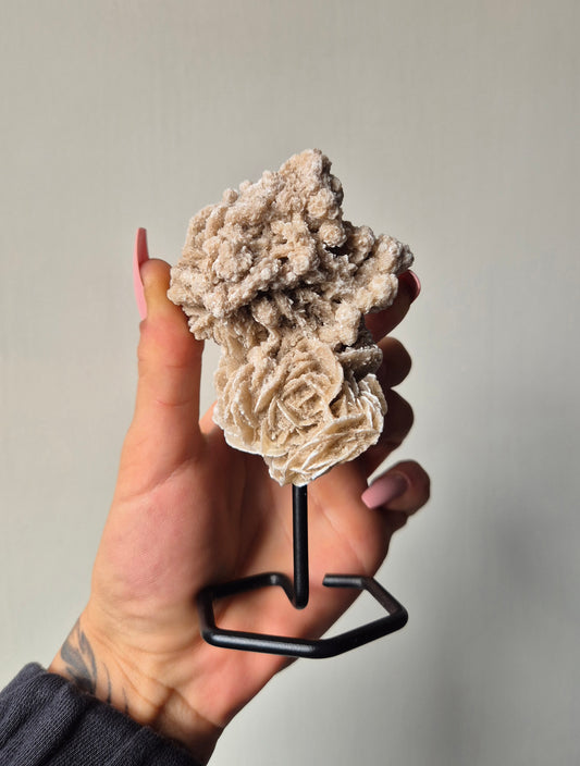 Woestijnroos op standaard