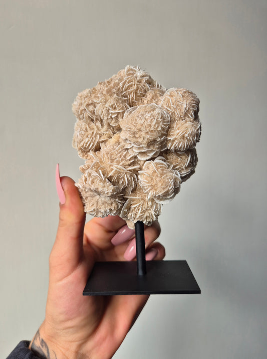 Woestijnroos op standaard